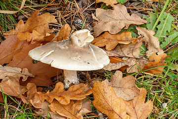 Image showing Edible autumn mushroom