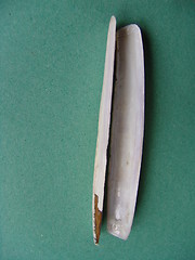 Image showing RAZOR SHELL