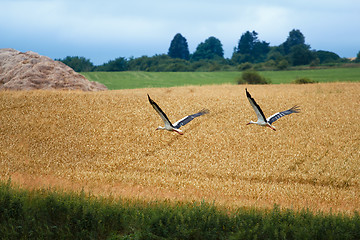 Image showing Cicogna bianca, Ciconia ciconia, White Stork