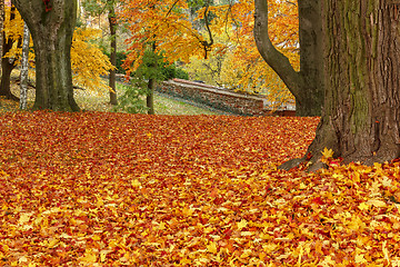 Image showing autumn colors in park