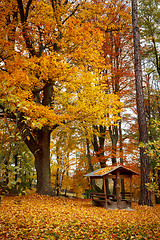 Image showing Autumn in park with yellow leaves on ground