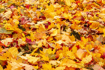 Image showing Fall orange and red autumn leaves on ground