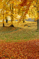 Image showing Color composition in autumn park