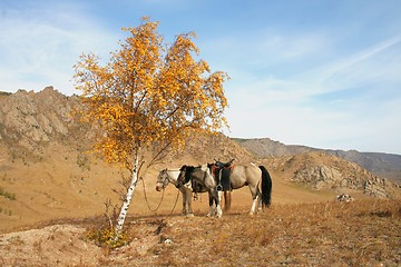 Image showing Two horses under a tree