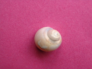 Image showing SHELL