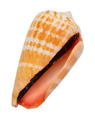 Image showing seashell