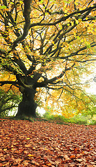 Image showing big old tree