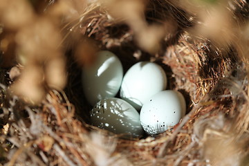 Image showing Bird Eggs Nest