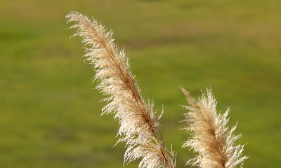 Image showing Pampas Grass