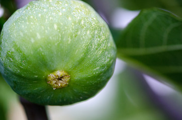 Image showing Green Fig on the Tree, Tuscany