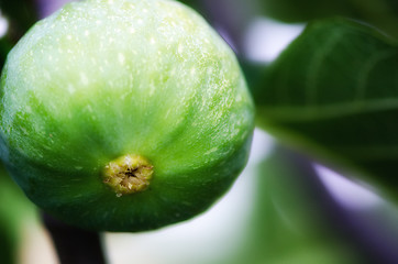 Image showing Green Fig on the Tree, Tuscany