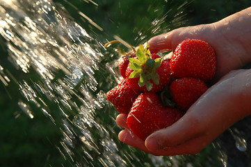 Image showing Strawberry under a jet of water.