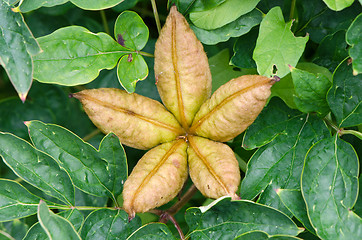 Image showing Peony seed box closeup 