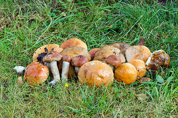 Image showing mushrooms red cap scaber stalk 