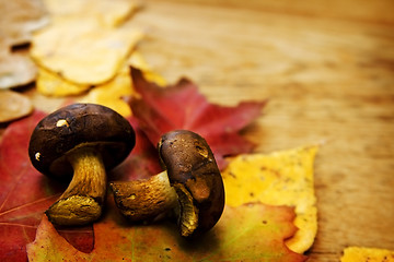 Image showing Leaves on a board