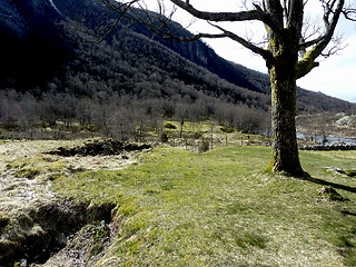 Image showing tree with grassland and mountains