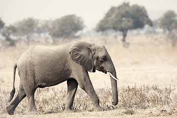 Image showing Wild Elephant