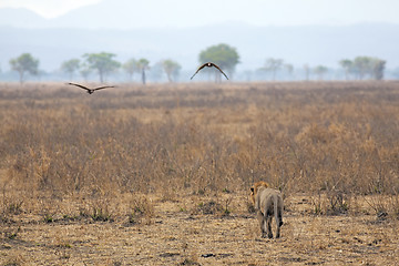 Image showing Wild lion