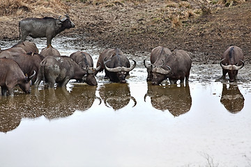 Image showing Wild African Buffalo