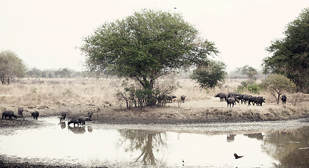 Image showing Wild African Buffalo