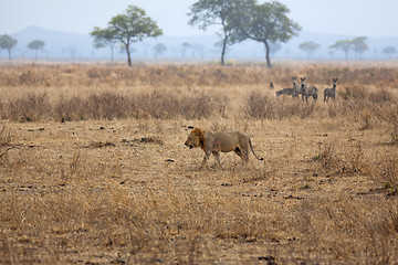 Image showing Wild lion