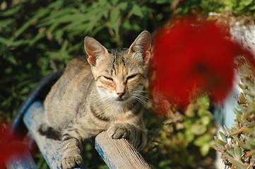 Image showing cat