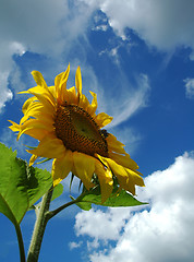 Image showing The sunflower.