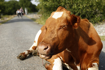 Image showing Cow on the road