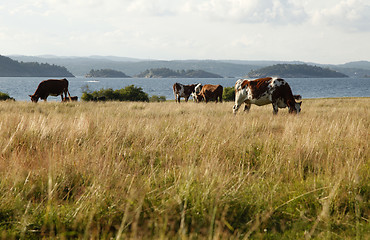 Image showing Cows on pasture.