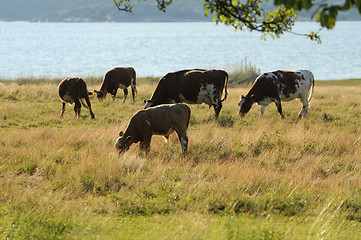Image showing Cows on pasture.