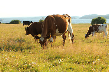 Image showing Cows on pasture.