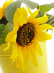 Image showing Sunflower in Yellow Bucket