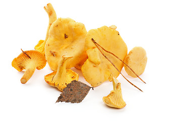 Image showing Raw Chanterelles