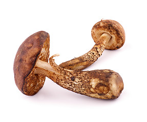 Image showing Two Brown Cap Boletus