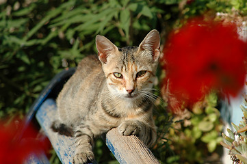 Image showing cat