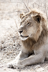 Image showing Wild lion