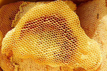 Image showing Honeycomb pieces in bright sunlight