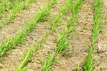 Image showing Rows of young wheat 