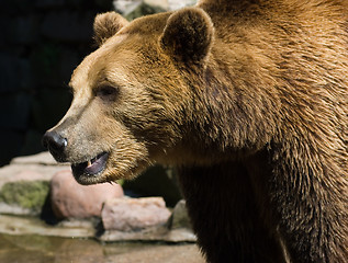 Image showing brown bear