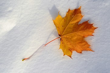 Image showing Maple leaf on white snow