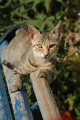 Image showing cat