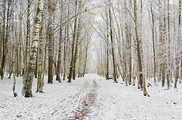 Image showing Alley in the Park later in the autumn. First snow 