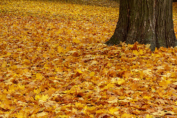 Image showing autumn color leaves on ground  in park