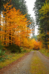 Image showing autumn road in forrest