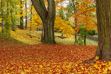 Image showing autumn colors in park