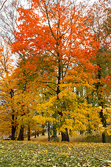 Image showing Maple tree in park in autumn 