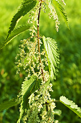 Image showing stinging-nettle with seeds