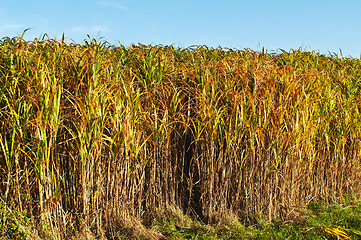 Image showing switch grass in golden evening sun