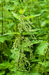 Image showing stinging-nettle