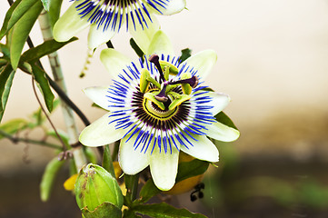 Image showing passion flower